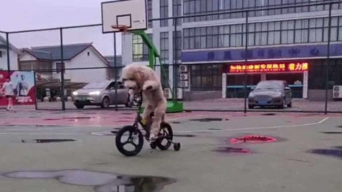 Cachorro da raça poodle viraliza ao pedalar e andar de bicicleta; veja vídeo