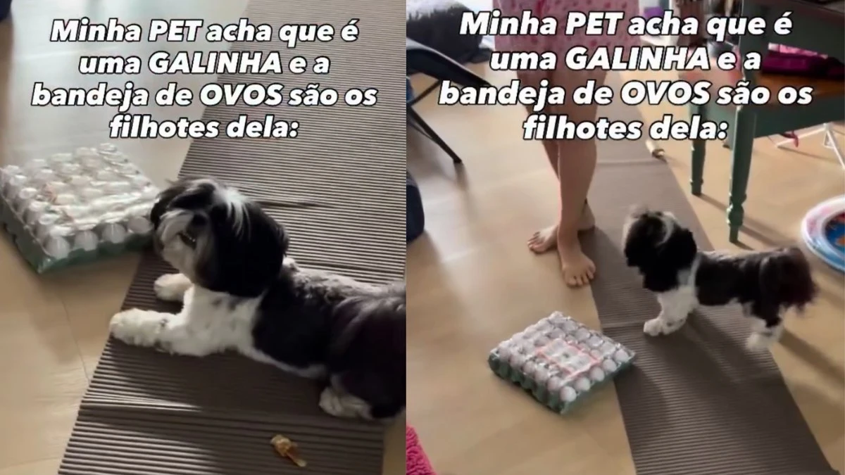 Cadela protege bandeja de ovos como se fossem filhotes