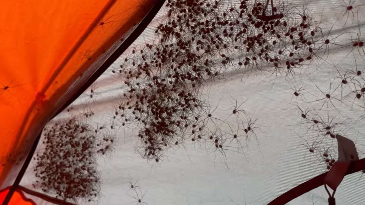 Vídeo: centenas de aranhas invadem barraca enquanto homem dorme: 