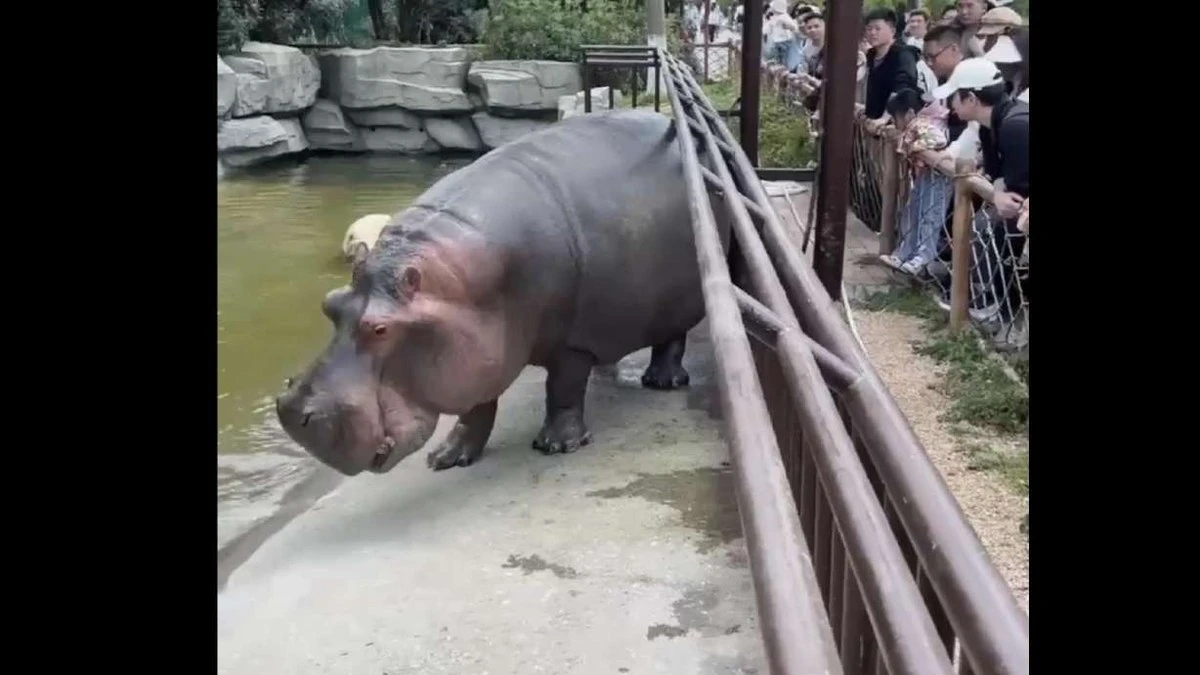 Hipopótamo assusta visitantes de zoológico com 