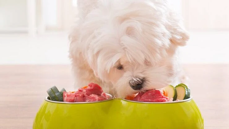 Meu pet pode ser vegano? Confira receitas veganas para o seu melhor amigo