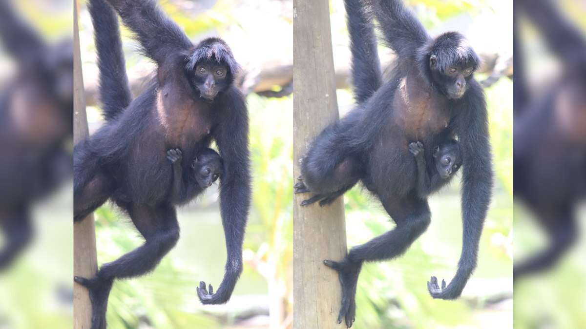 Filhote de macaco-aranha ganha nome escolhido pelo público; veja