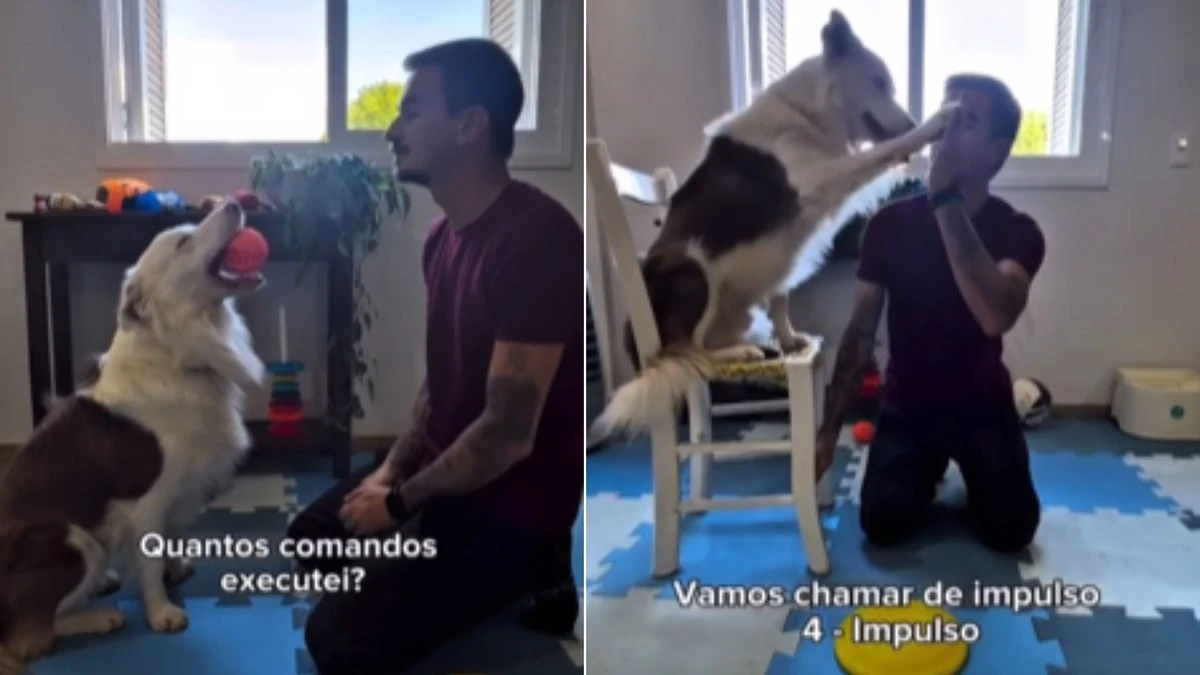 Border Collie impressiona ao executar mais de 50 comandos