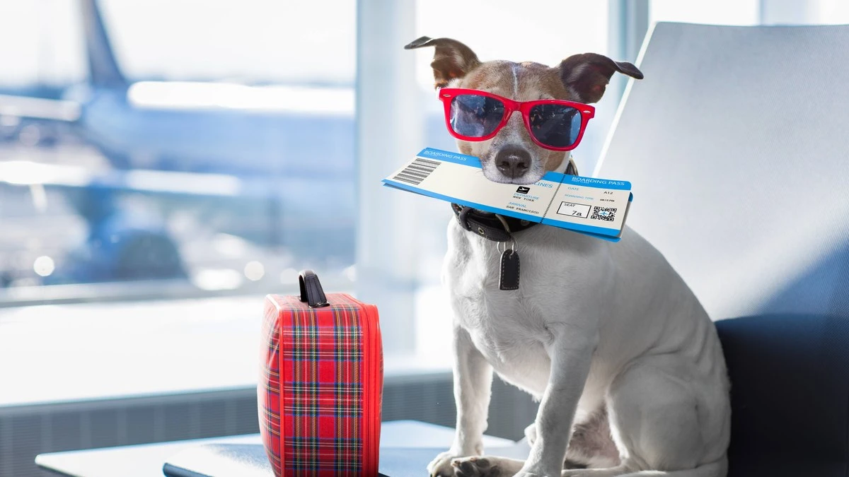 Vai à Copa? Veja 5 cuidados para viajar com pets