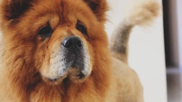 Cão tenta salvar gato atropelado no meio do trânsito; assista