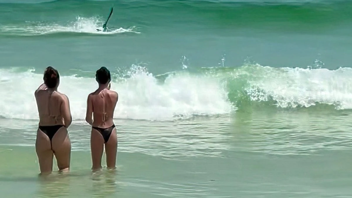 Tubarão ataca pelicano em praia da Flórida; assista