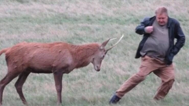 Homem quase é chifrado por cervo ao desrespeitar regras de parque; confira