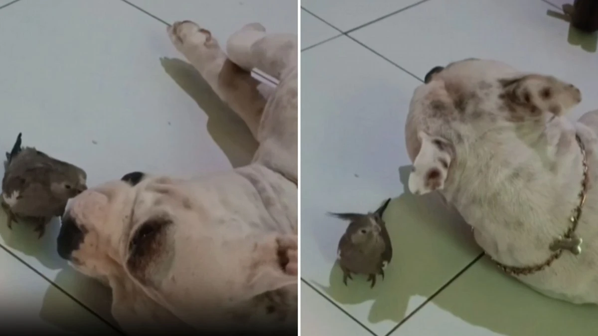 Calopsita carinhosa tenta conquistar cão que só quer dormir