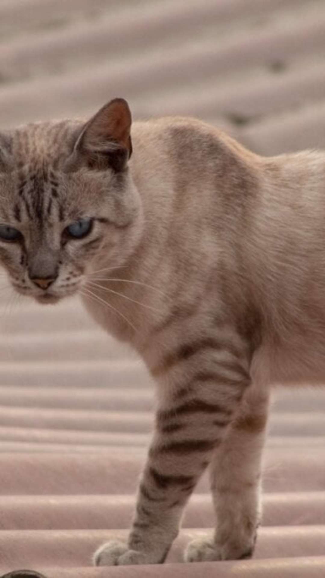 4 características do gato da raça mist australiano