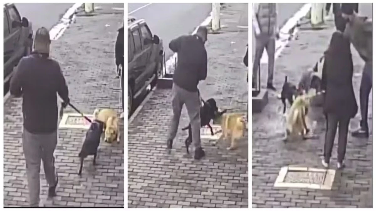 Pitbull sem focinheira ataca cão em Perdizes: o que diz a lei?