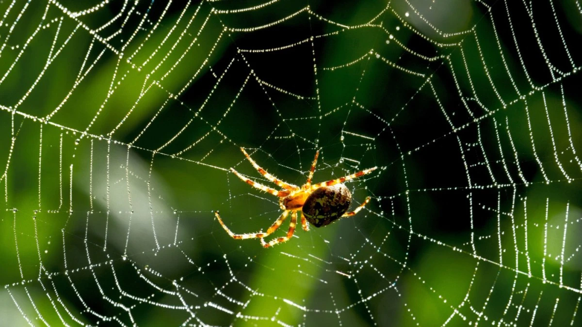 Como identificar uma aranha perigosa e evitar acidentes?