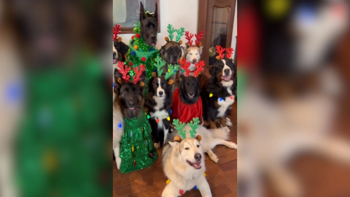 Cães encantam ao trocar fantasias de Halloween por looks de Natal