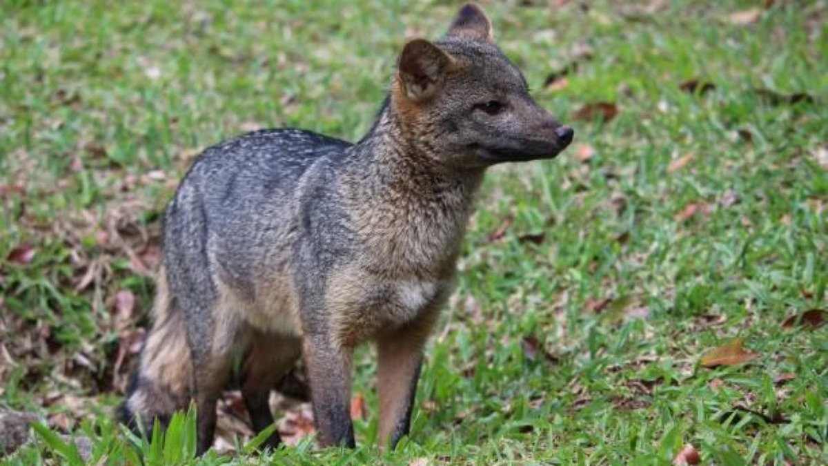 Cachorro-do-mato é visto próximo a mosteiro em Vinhedo (SP)