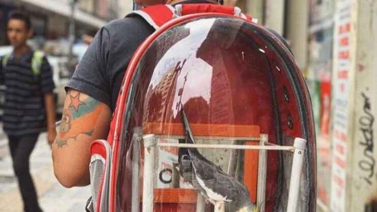 Conheça Tom Zé, a calopsita que passeia por São Paulo em uma mochila adaptada