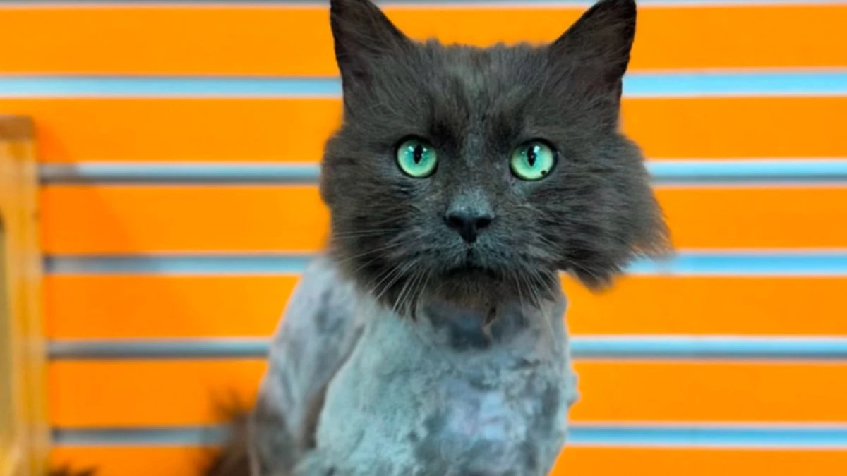 Gato 