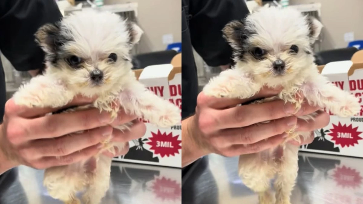 Internautas se derretem por cãozinho dançante: 
