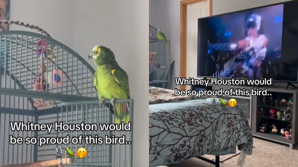 Periquito diverte ao cantar sucesso de Whitney Houston