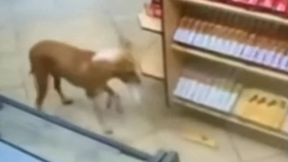 Vídeo: cachorro caramelo é flagrado 