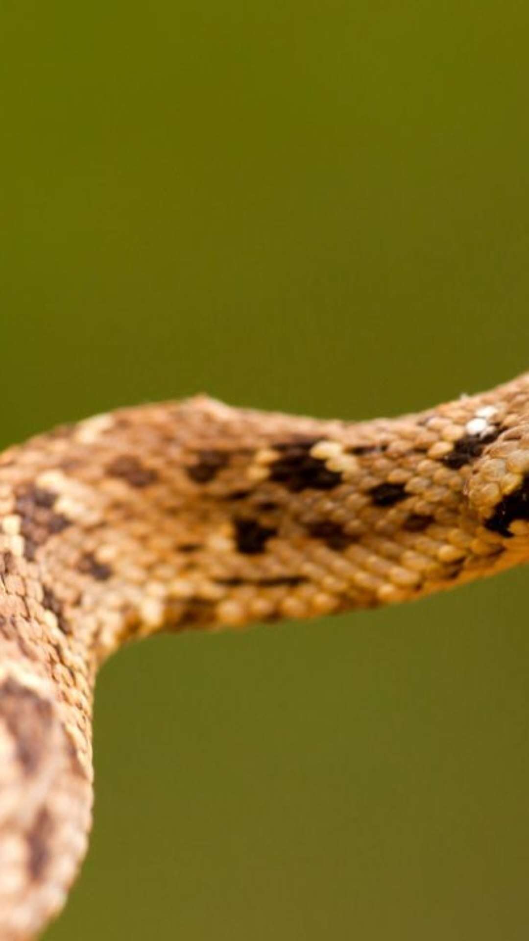 Homem picado por cobra leva animal à UPA e choca equipe médica e pacientes