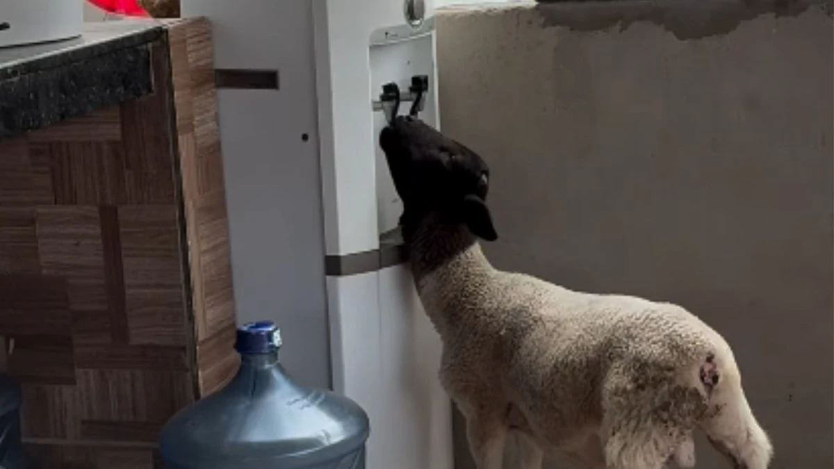 Cabrito é flagrado bebendo água gelada sozinho em bebedouro
