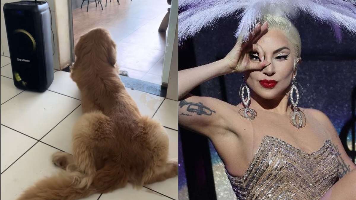 Cão mostra gingado ao ouvir Lady Gaga e web elogia o 'molejo' do animal