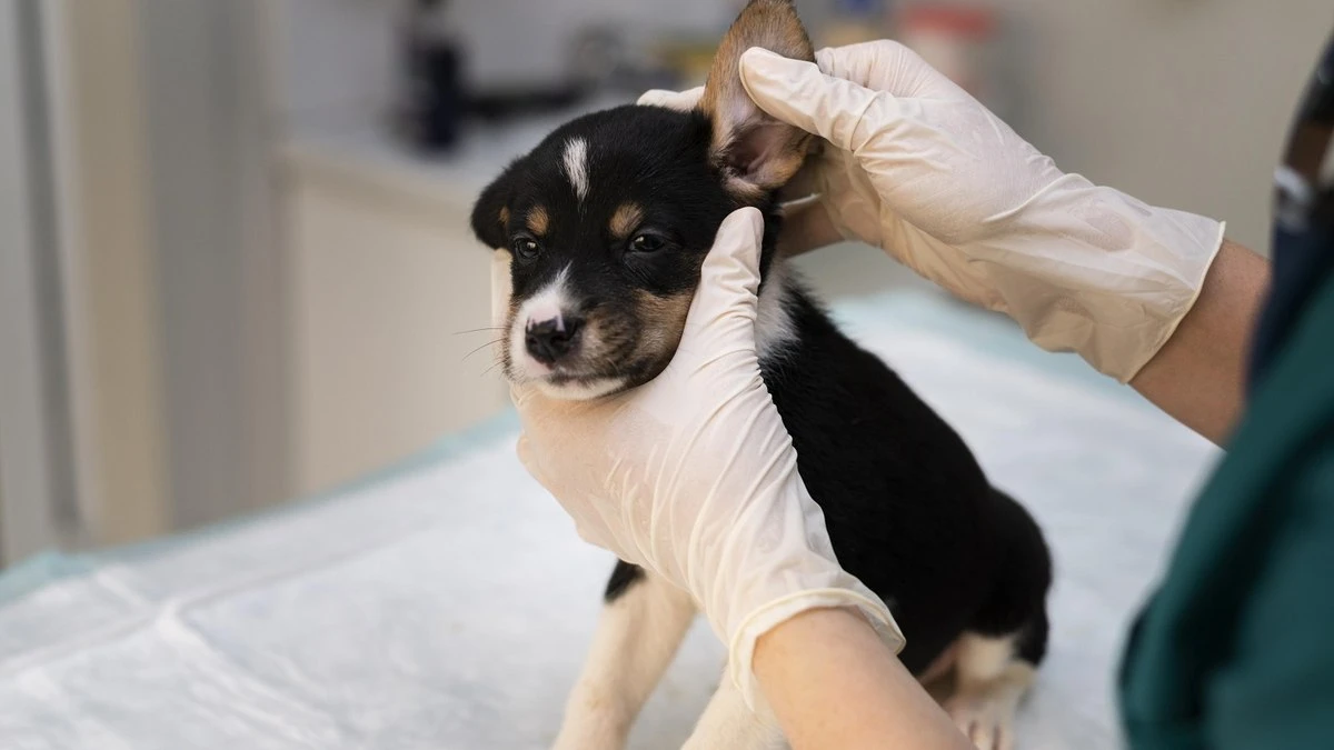 Problemas no ouvido podem colocar a saúde dos pets em risco
