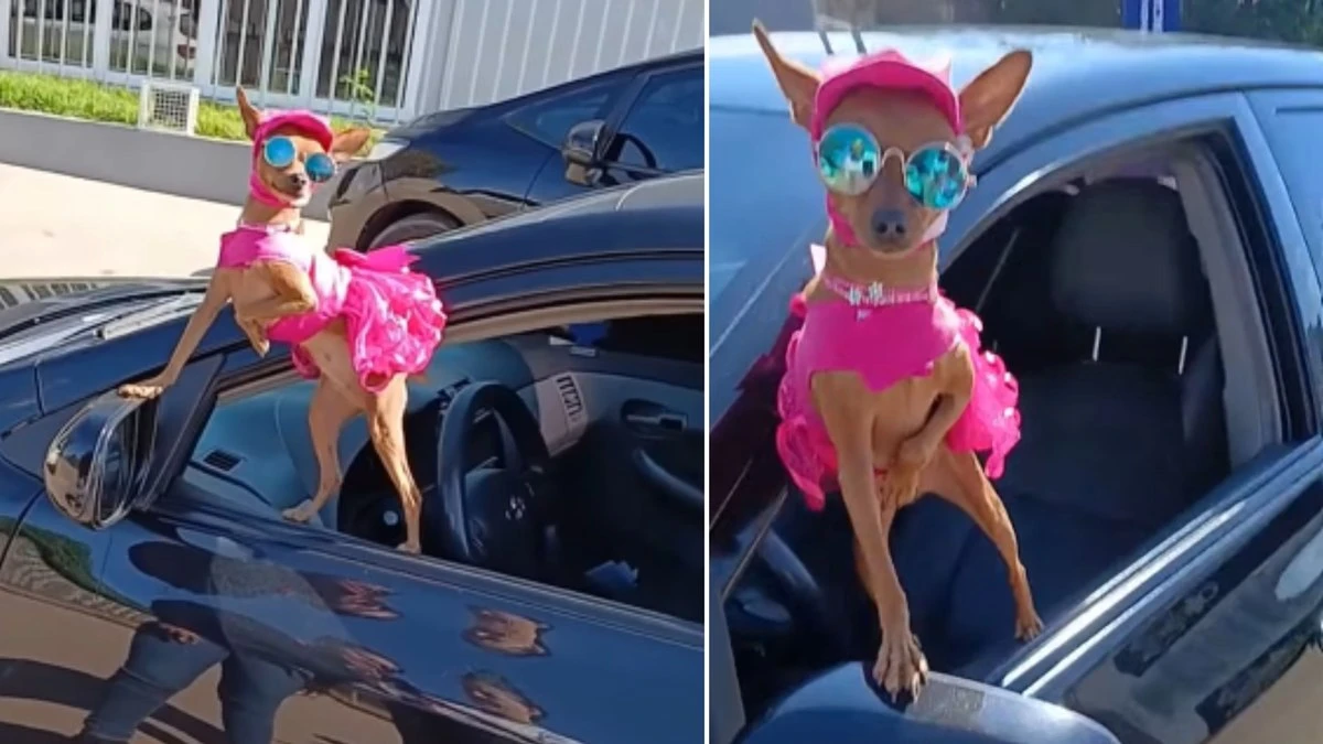 Pinscher encanta ao passear de vestido rosa e óculos escuro