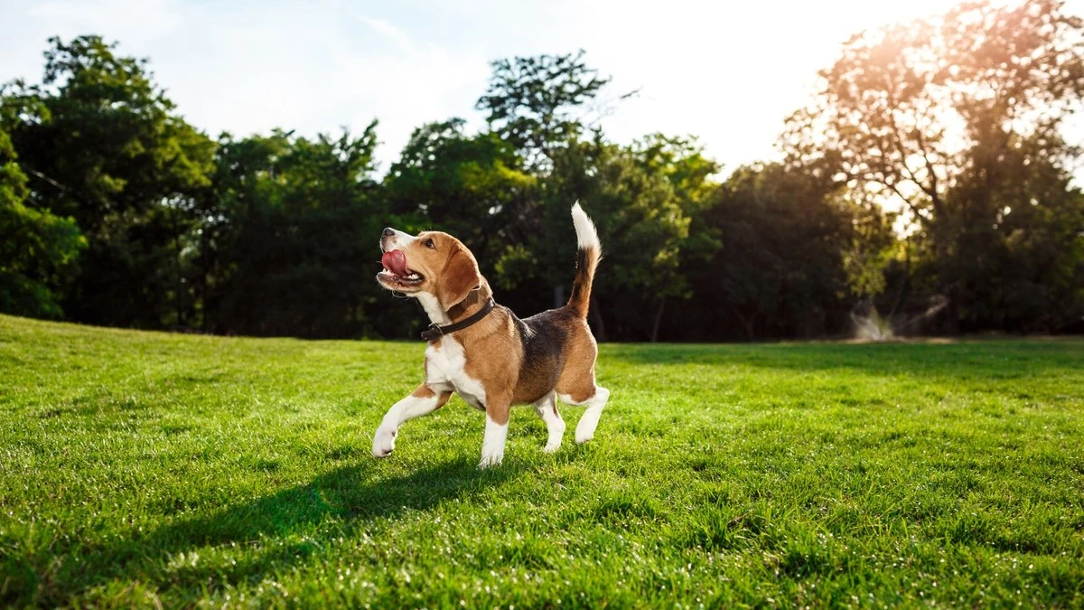 Primavera segura: plantas que fazem bem ou mal aos pets