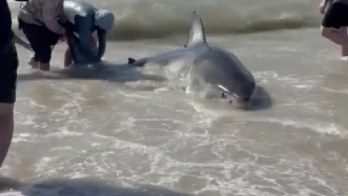 VÍDEO: Pescadores lutam 30 minutos com tubarão-branco