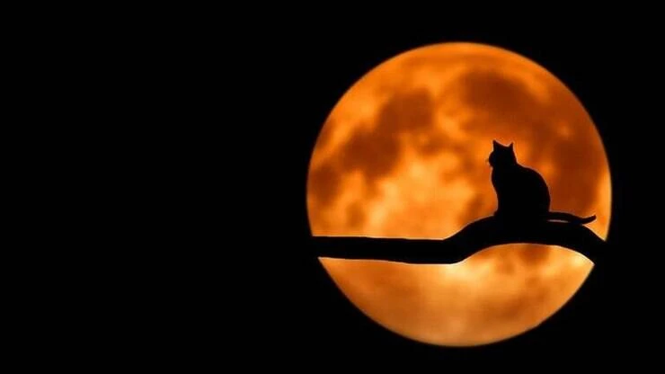 Fases da Lua: saiba como aproveitar cada uma delas