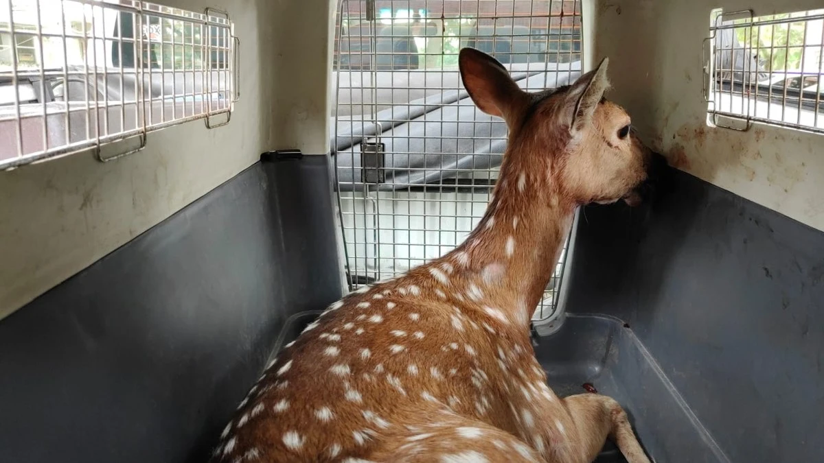 Veado encontrado em Porto Alegre atravessou o Guaíba a nado