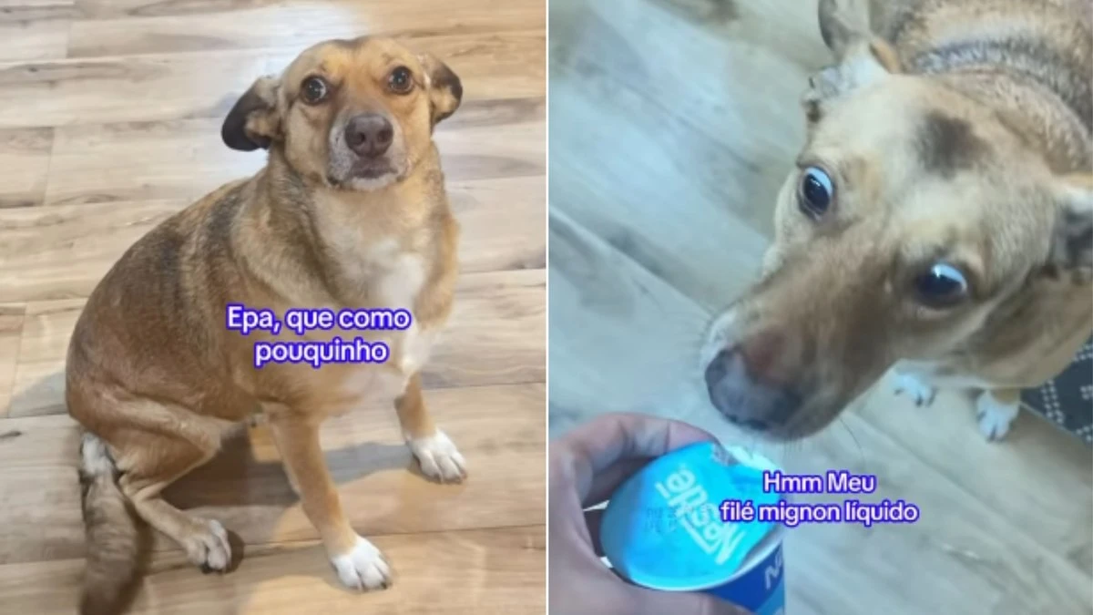 Cadela pula de alegria ao poder comer iogurte após restrição