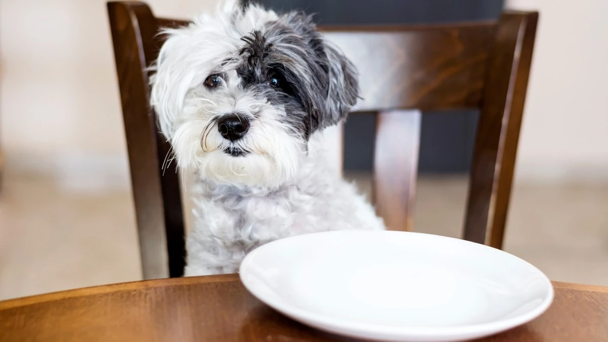 Mudou a comida? Cães e gatos reagem de maneiras opostas
