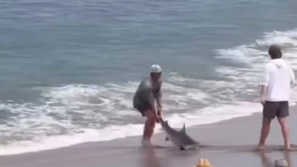 Homem é mordido por tubarão ao arrastá-lo ao mar; assista