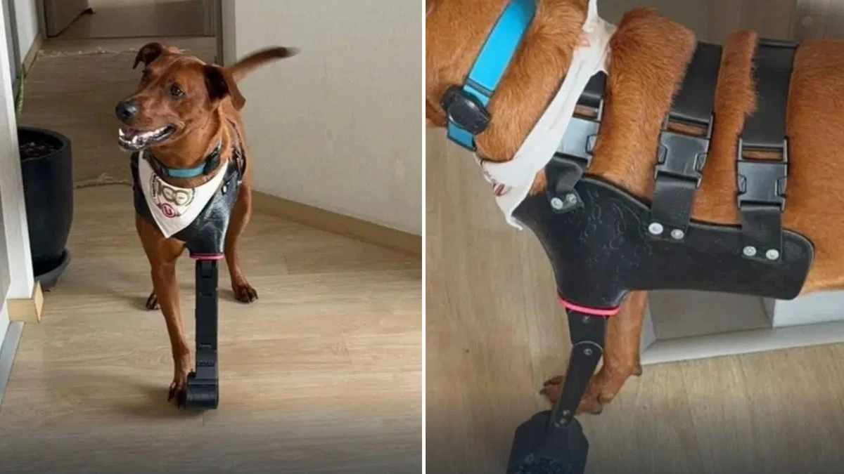 Impressão 3D devolve mobilidade a cães amputados no Peru