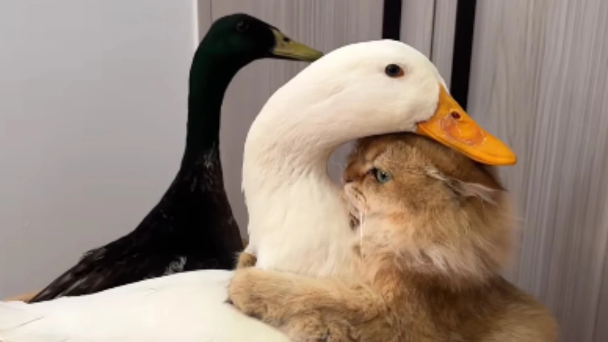 Amizade entre gato e patos encanta a web: 