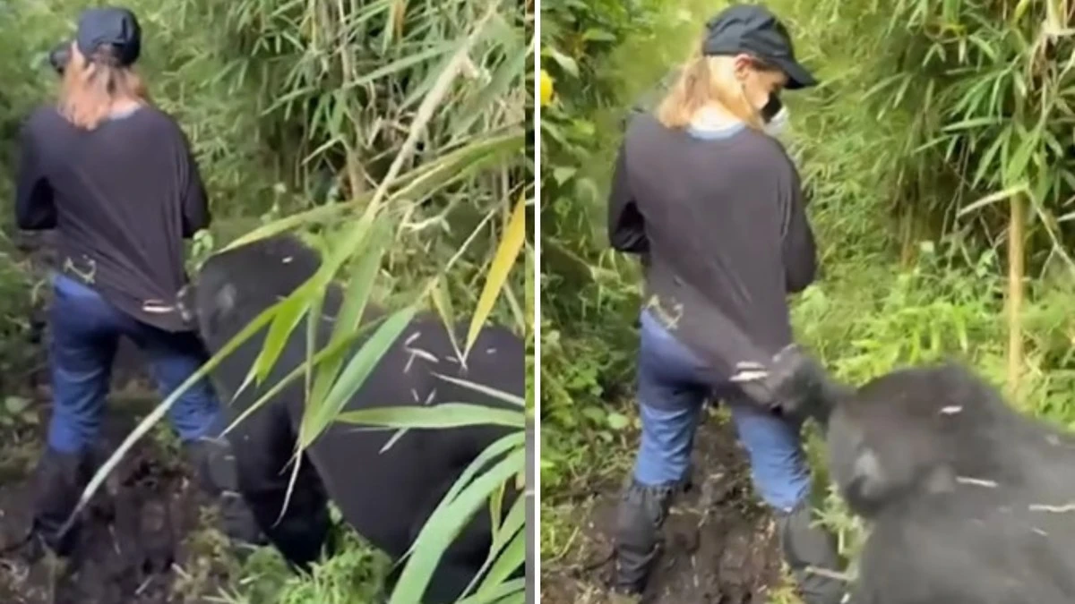 VÍDEO: gorila puxa turista durante trilha em parque