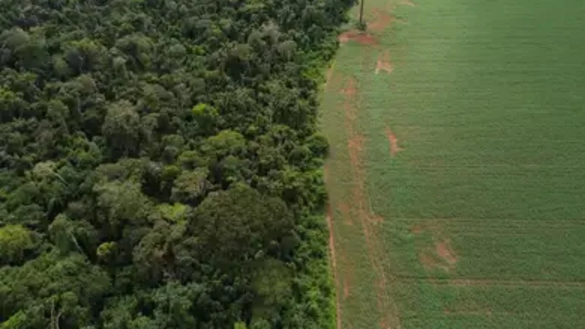 Para Greenpeace, nova lei de licença ambiental é devastadora