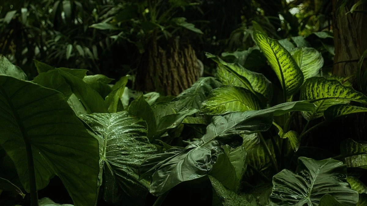 Hiperparasita é descoberto se alimentando de 