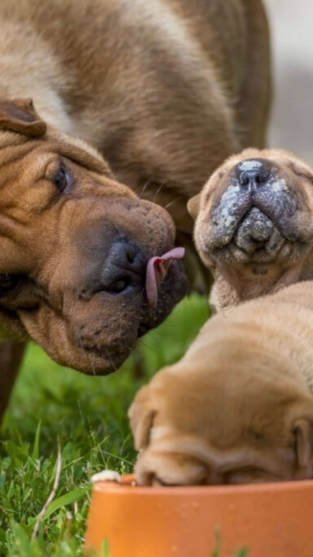 4 características do cachorro da raça shar pei