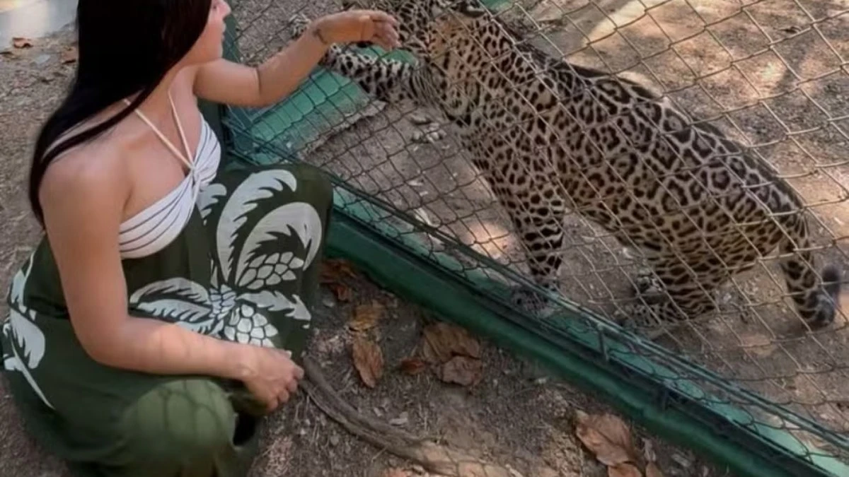 Isabelle Nogueira visita filhote de onça resgatado: 