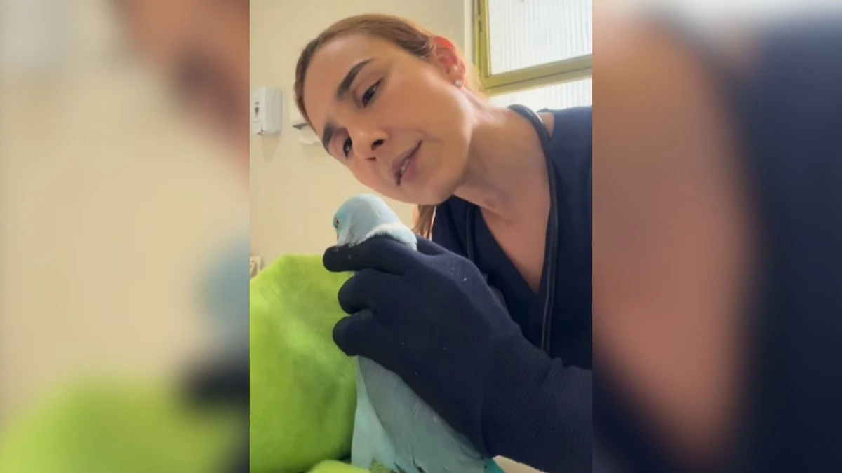 Papagaio ameaça veterinária durante consulta: 