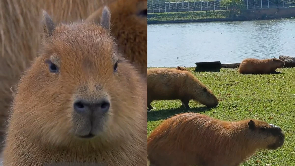 Conheça as capivaras da USP, que viraram 