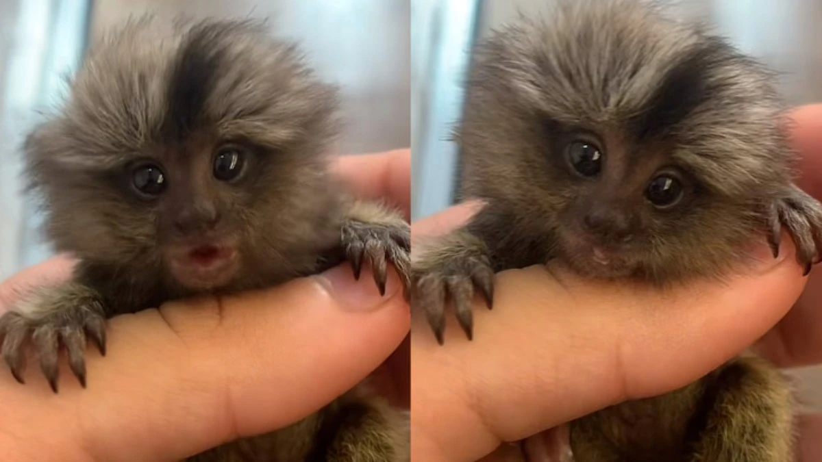 Sagui viraliza nas redes sociais pelo tamanho: 