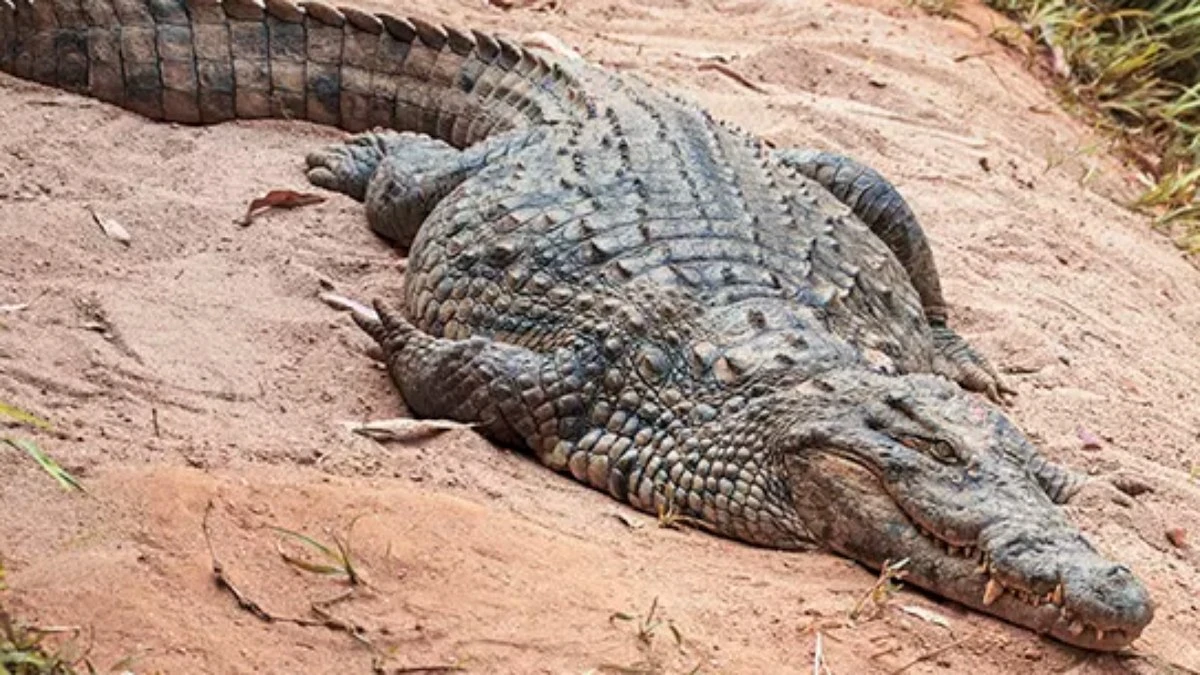 Crocodilo do Nilo é batizado de 