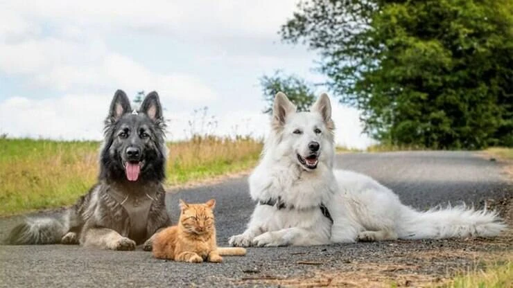 Gatinho é criado por dois cães e pensa que é um cachorro