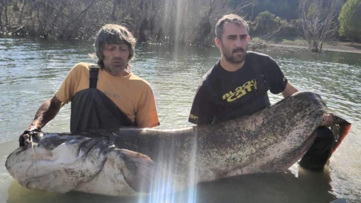 Bagre
de 2,7 metros e 120 kg é capturado em represa na Bulgária; veja