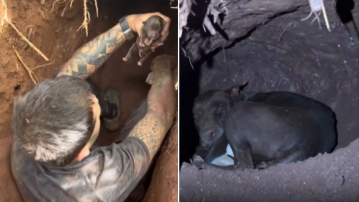 Cadela grávida desaparece e é encontrada em túnel com filhotes