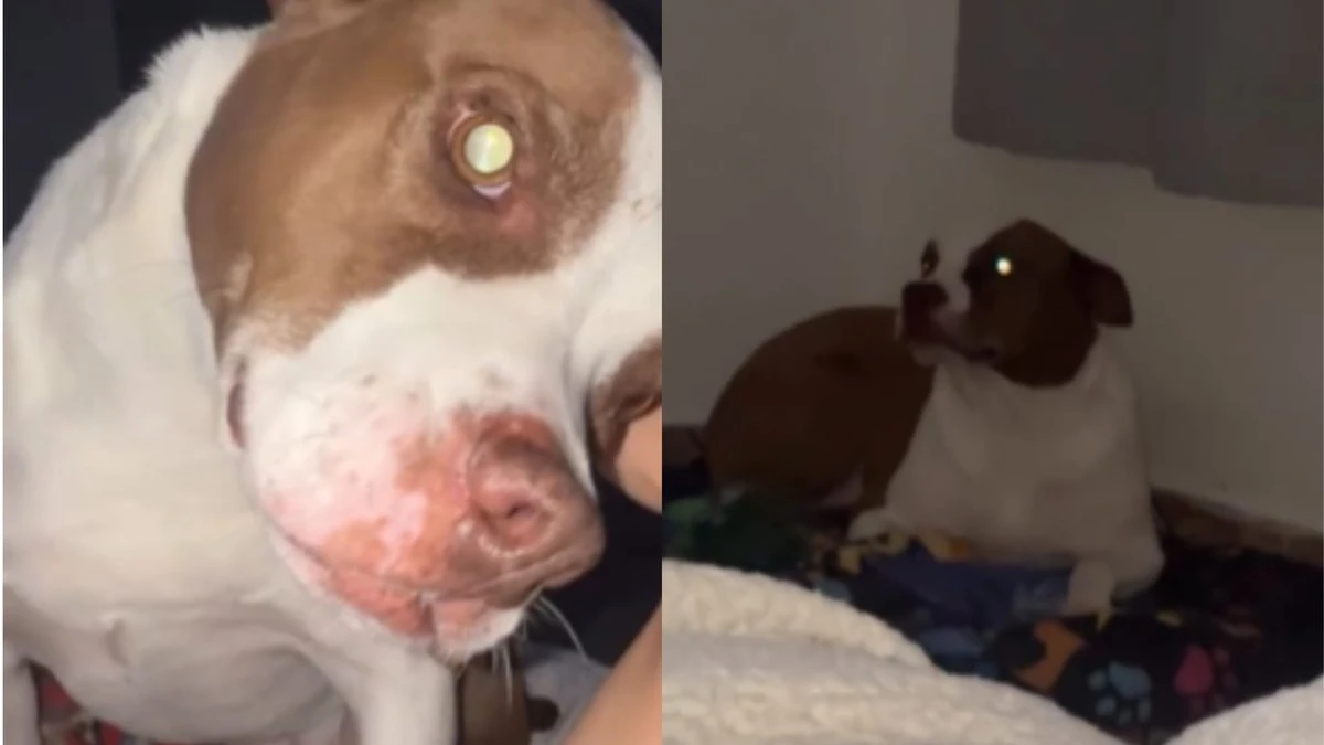 Cachorro disfarça e corre para a caminha ao ouvir a dona chegando