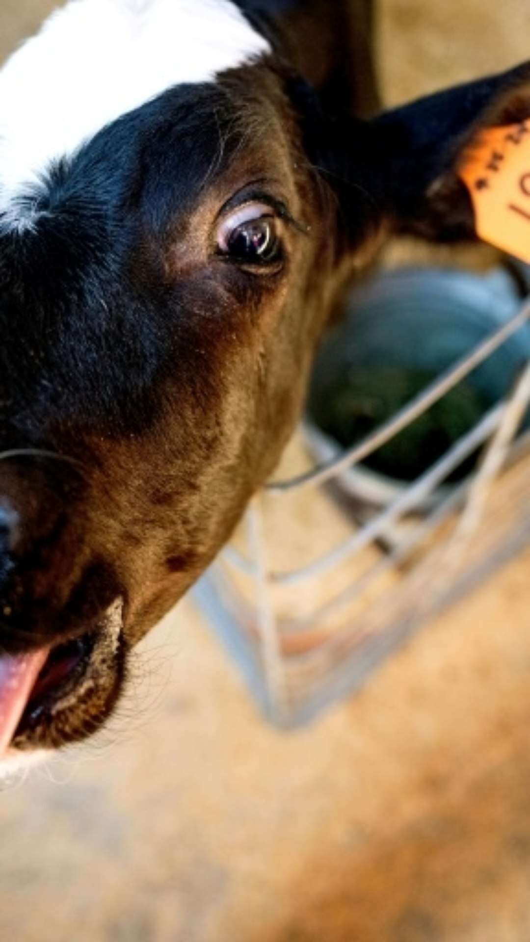 Brasileiro participa de experimento para reduzir arrotos de vacas e ajudar o clima